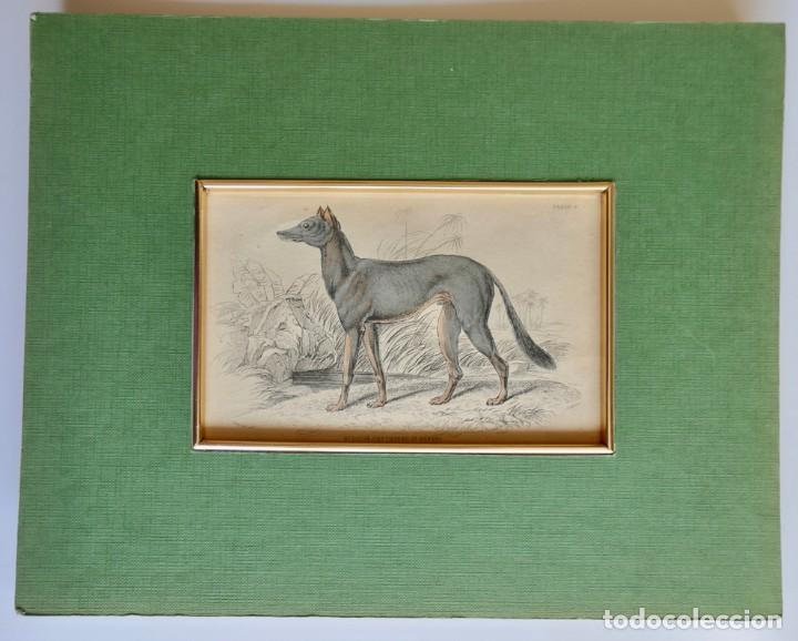 Art: Bedouin Greyhound of Akkaba, Hunting Dog Breed - 1843 Antique Hand-'Naturalist's Library'