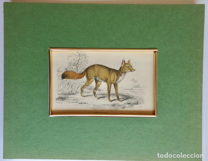 Art: Crosac dog-fox - 1843 Antique Hand-'Naturalist's Library'