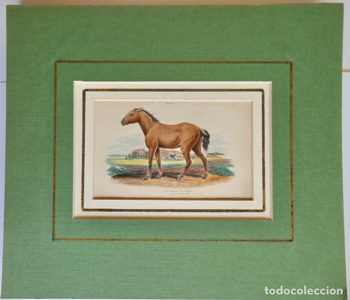 Art: The tarpan. Wild Horse - 1841 primoeval bay stock -'Naturalist's Library'