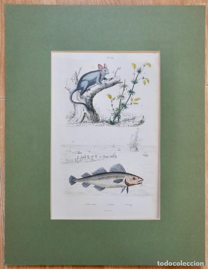 Art: A.Carie Baron de Felix-Edouard Guerin-Meneville's Dictionnaire pintoresco d'Histoire Naturelle 1834