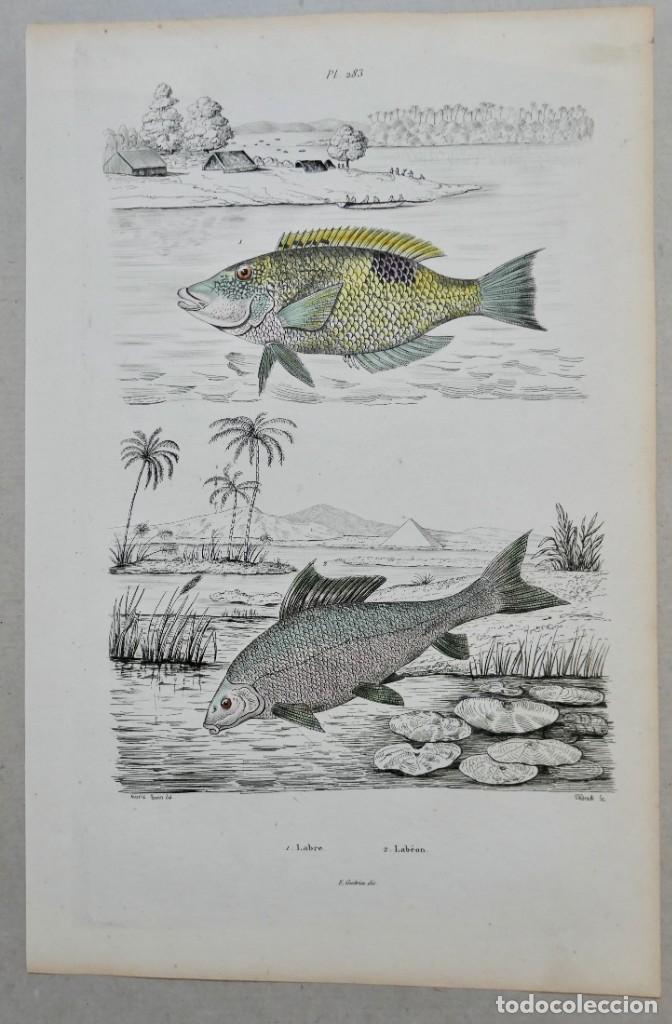 Art: A. Carie Baron de Felix-Edouard Guerin-Meneville's Dictionnaire pintoresco d'Histoire Naturelle1834