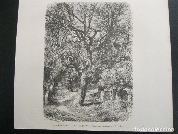 Arte: Bosque y vista de Gar- Rouban (Argelia, &Aacute;frica), 1875. Weber/Moynet