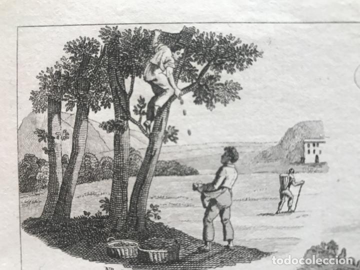 Arte: Elaboraci&oacute;n del aceite y del jab&oacute;n, 1822. An&oacute;nimo - Foto 4