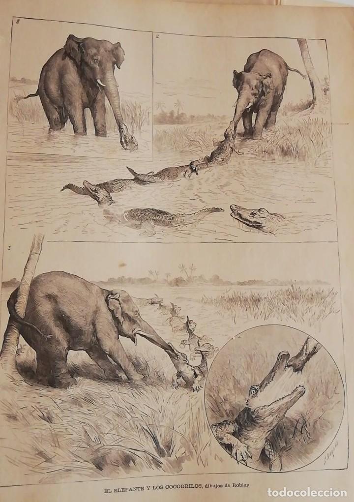 Arte: Antiguo Grabado - antique engraving: Elefante y los cocodrilos. Dibujos de Robley 1890