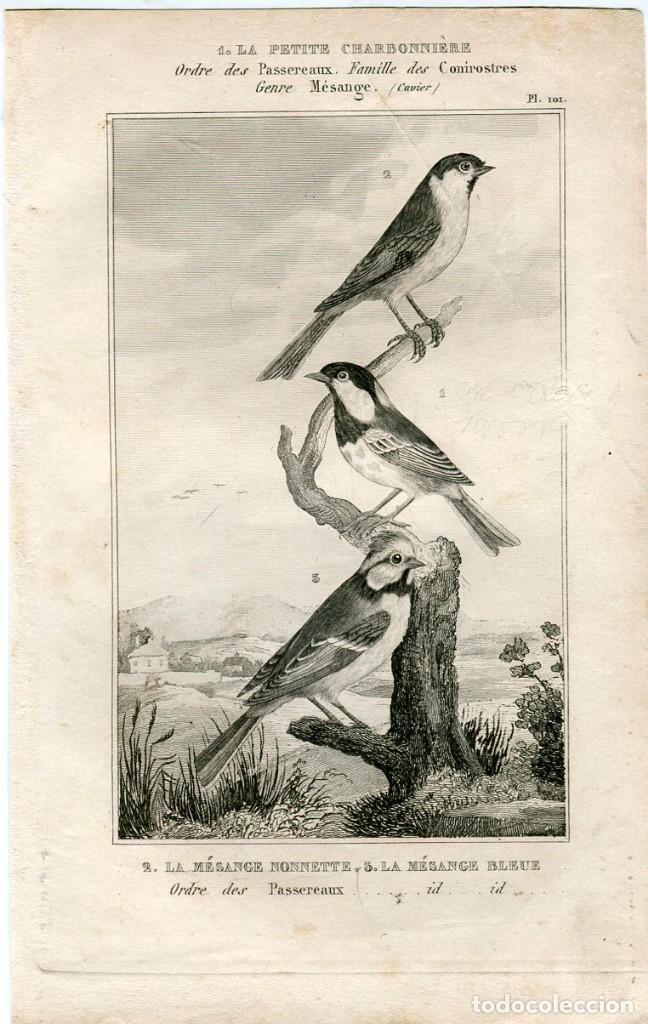 Arte: Carboneros y herrerillo azul - Grabado original 1835 - Buffon