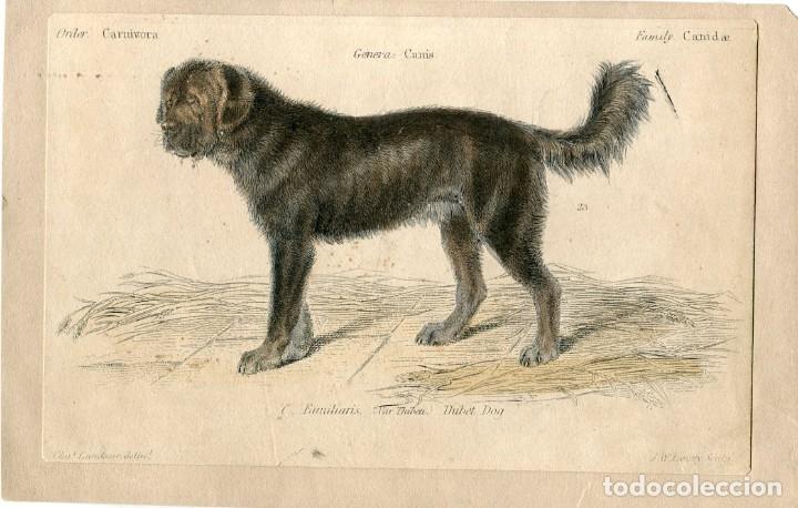 Art: Perro del T&iacute;bet - Grabado original coloreado 1862 - Landseer y Lowry