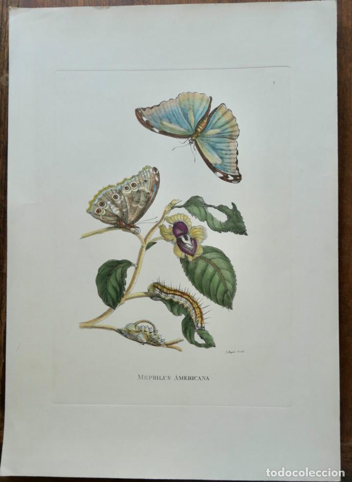 Art: HUYTER SCULP HAND-COLORED BOTANICAL ENGRAVING W/ BUTTERFLIES: MEPRILUS AMERICANA