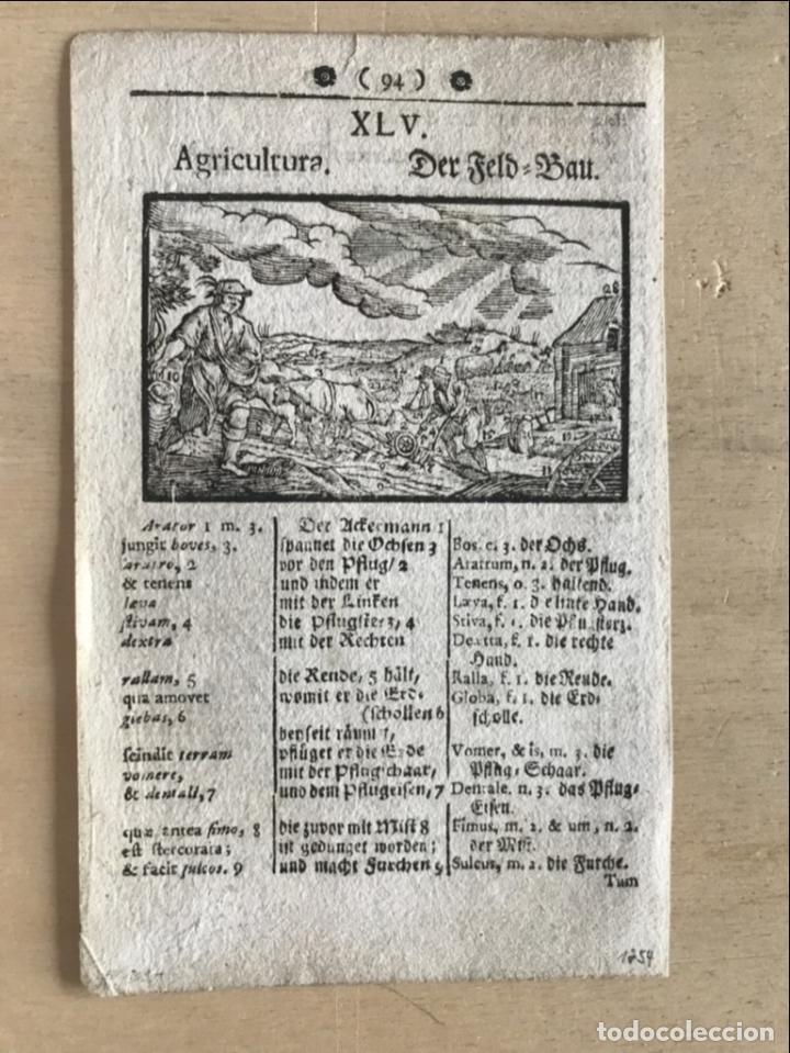 Arte: Agricultura barroca, 1754. An&oacute;nimo - Foto 2