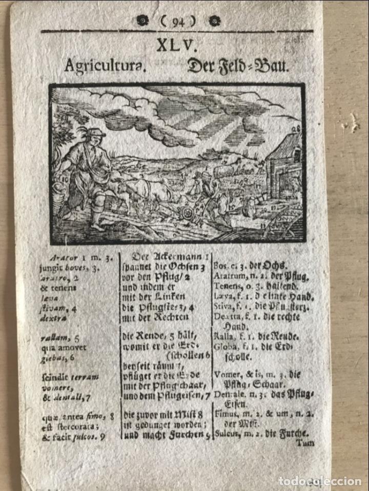 Arte: Agricultura barroca, 1754. An&oacute;nimo - Foto 3