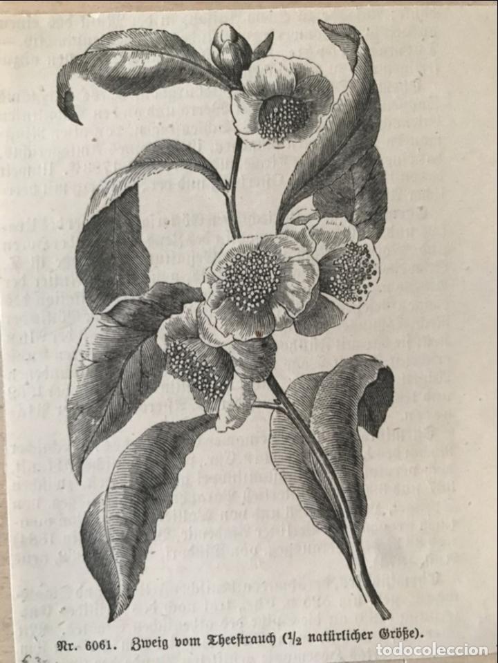 flores para hacer perfume, 1893. anónimo - Comprar Grabados Modernos siglo  XIX en todocoleccion - 298832408