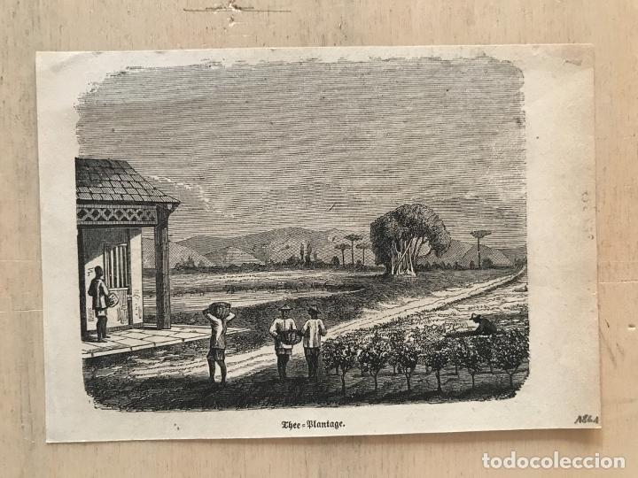 Arte: Plantaci&oacute;n de t&eacute;, 1861. An&oacute;nimo - Foto 2