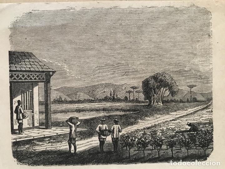 Arte: Plantaci&oacute;n de t&eacute;, 1861. An&oacute;nimo - Foto 3