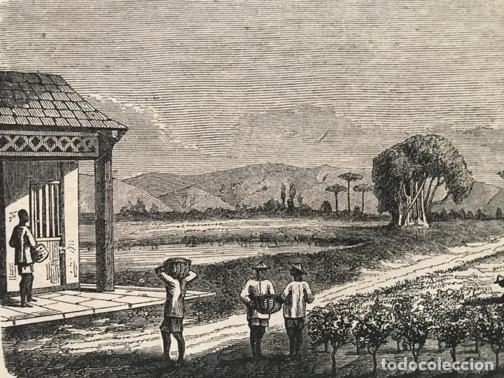 Arte: Plantaci&oacute;n de t&eacute;, 1861. An&oacute;nimo - Foto 4