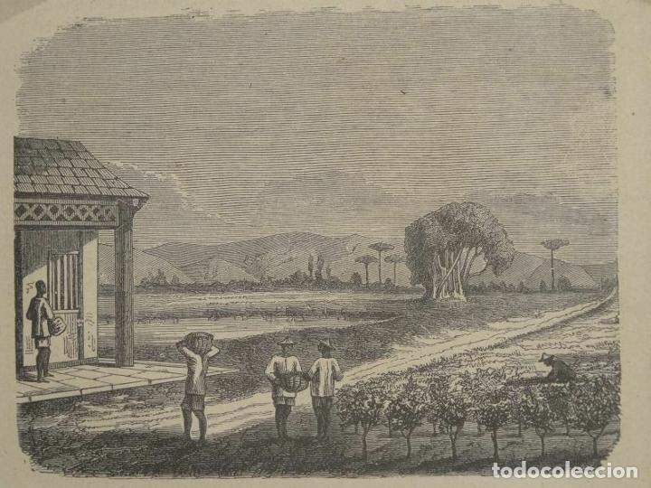 Arte: Plantaci&oacute;n de t&eacute;, 1861. An&oacute;nimo - Foto 1