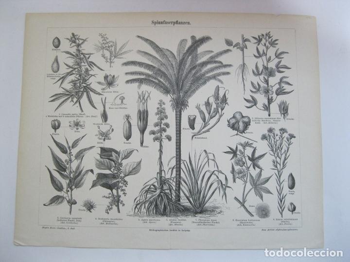 Arte: Plantas de fibras, circa 1850.Meyers - Foto 2 - 302897718
