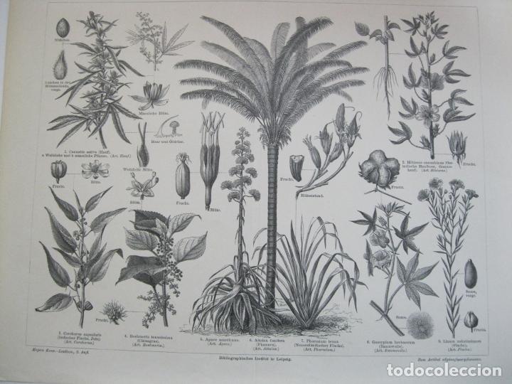PLANTAS DE FIBRAS, CIRCA 1850.MEYERS (Arte - Grabados - Modernos siglo XIX)