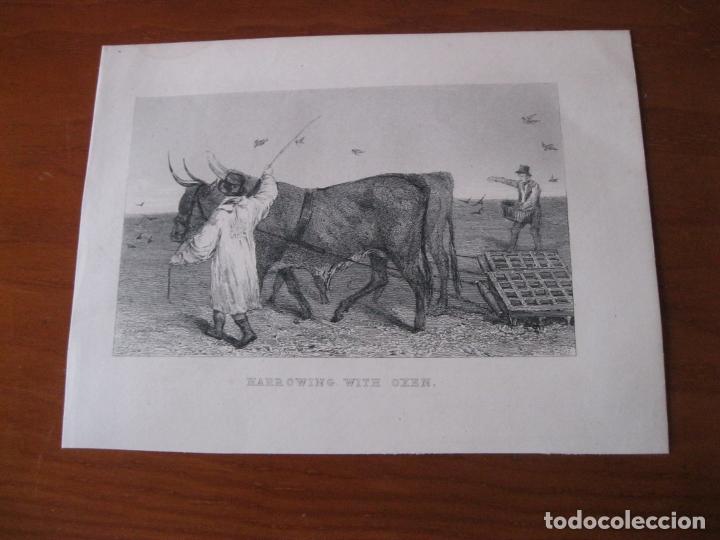 Arte: Arado con bueyes, hacia 1850. An&oacute;nimo - Foto 1