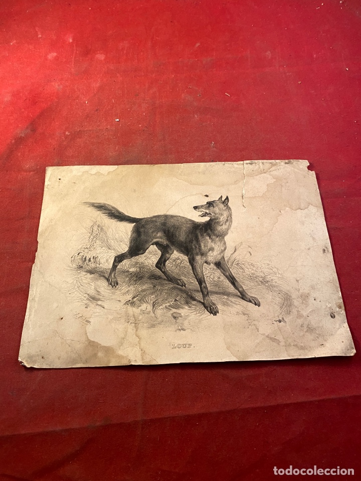 Arte: Ilustraci&oacute;n zool&oacute;gica 1830&ndash;1880 aprox