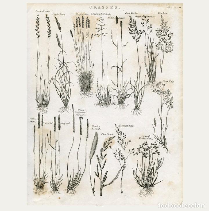 Kunst: Grabado al acero de la Enciclopedia Inglesa. Grasses. PL. 1. VOL.IV. 1802
