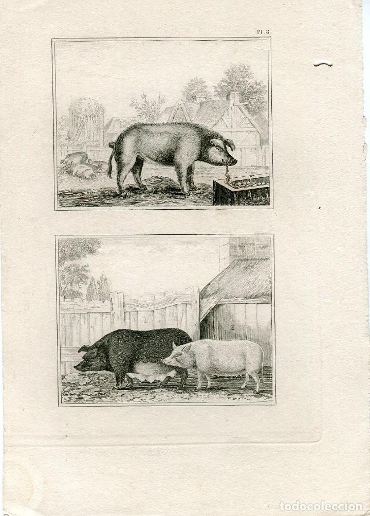 Arte: Grabado antiguo. Animales. - Foto 1