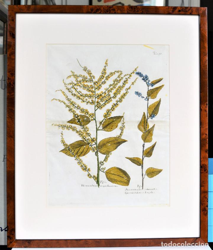 Arte: Bot&aacute;nica. Plantas. Amaranthus y Blitum. - Foto 1