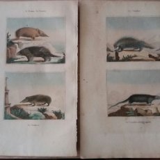 Arte: ANIMALES. GRABADO S.XIX. COLECCIÓN BUFFON. COLOREADO A MANO DE ÉPOCA. LOTE DE 2.. Lote 339765598