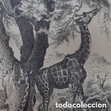 Arte: OCHO GRABADOS DE ANIMALES DE 1880. Lote 342393278