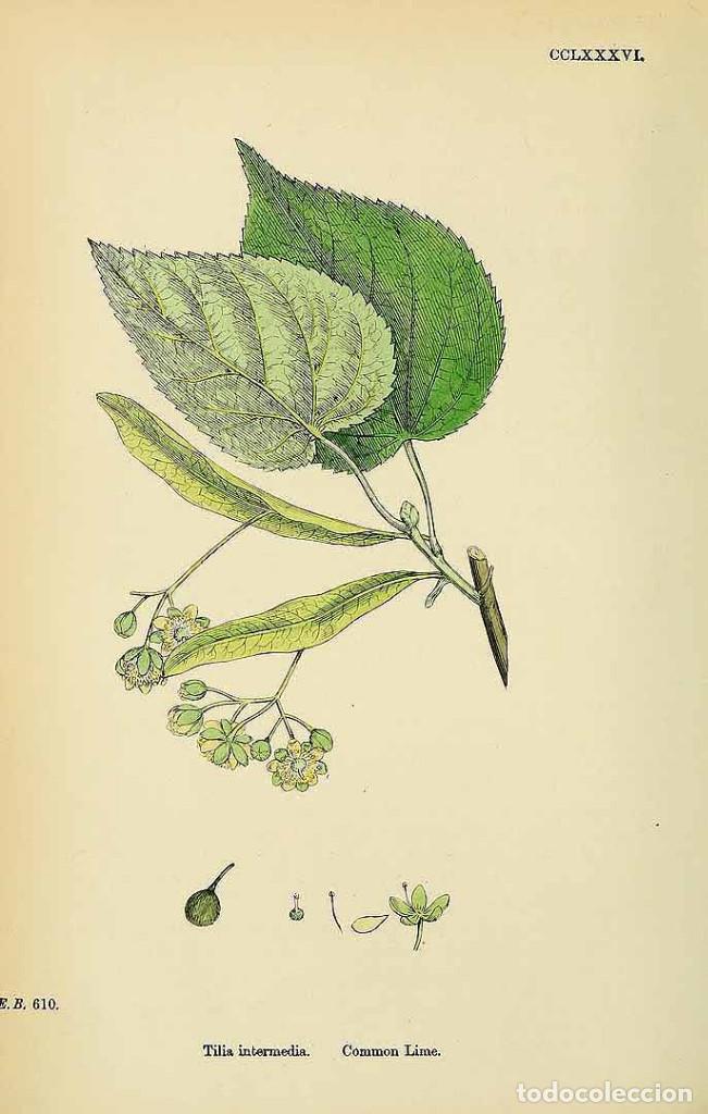 Kunst: 1902Antique engraving with original hand colouring titledTILIA INTERMEDIA&ndash;COMMON LIME.Plate CCLXXXVI
