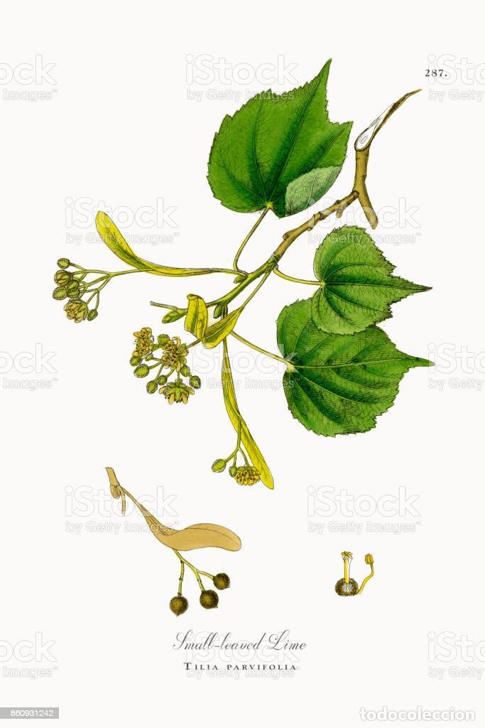 Art: 1902 TILIA PARVIFOLIA small-leaved lime Antique engraving with original hand colouring titled Very