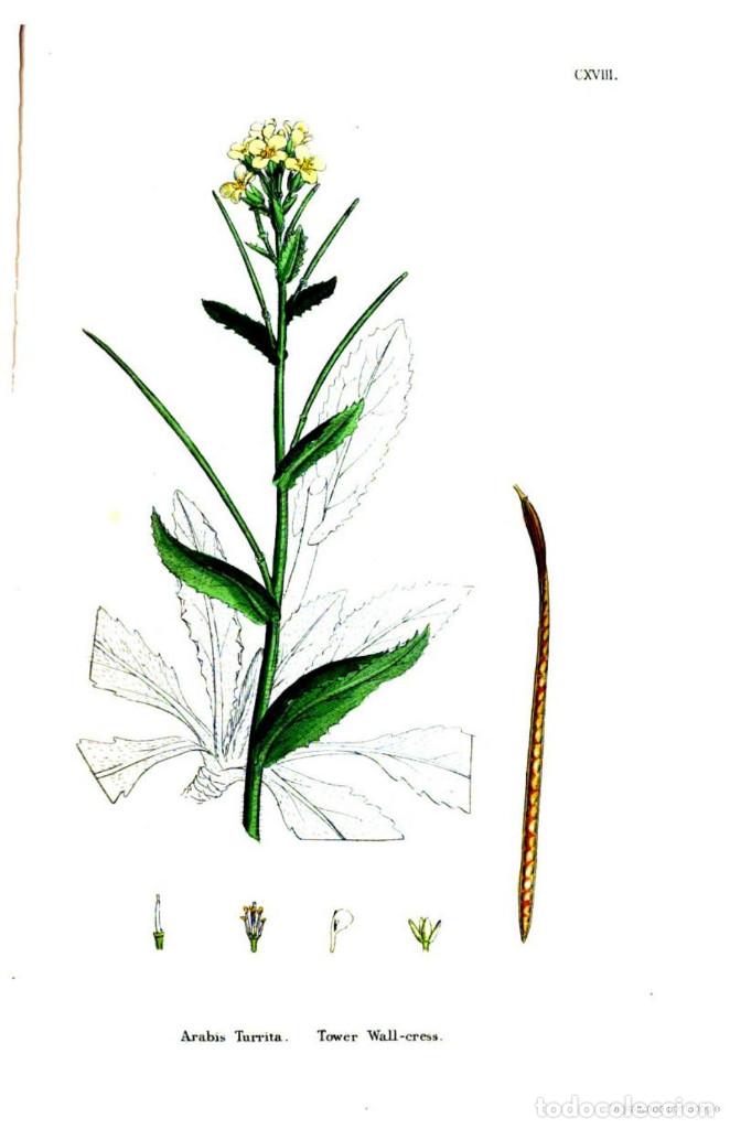 Kunst: Antique engraving with original hand colouring titled. Arabis Turrita.. Plate CXVIII. Overall size o