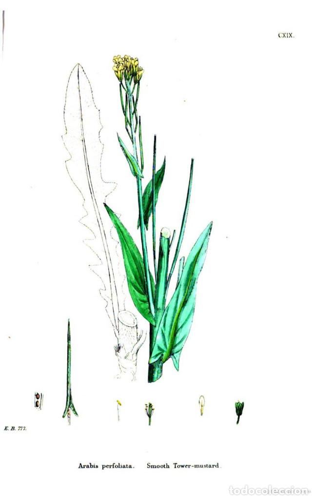 Kunst: Antique engraving with original hand colouring titled. Arabis perfoliata. Plate CXIX. Overall size o