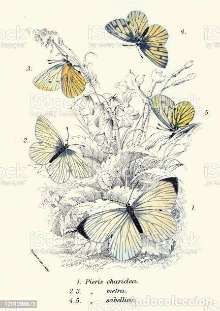 Art: Vintage illustration of Butterflies. Pieris chariclea, pieris metra,pieris sabellicae, art wildlife