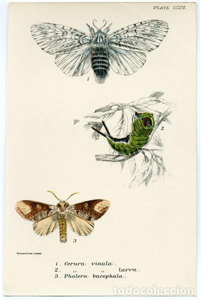 Arte: Vintage illustration of Butterflies. Cerura vinula; Cerura vinula y phalera bricephal. art wildlife
