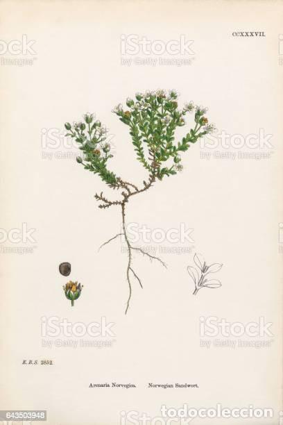 Kunst: Antique engraving with original hand colouring titled. Arenaria norvegica. Plate CCXXXVII. Overall s