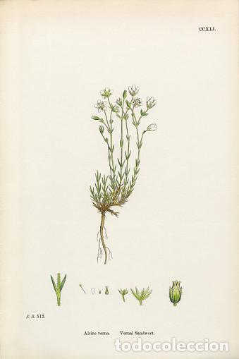 Arte: Antique engraving with original hand colouring titled. Alsine verna. Plate CCXLXI. Overall size of t