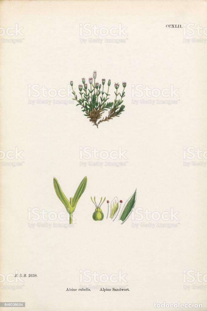 Art: Antique engraving with original hand colouring titled. Alsine rubella. Plate CCXLII. Overall size of