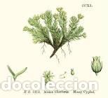 Kunst: Antique engraving with original hand colouring titled. Alsine cherleria. Plate CCXL. Overall size of