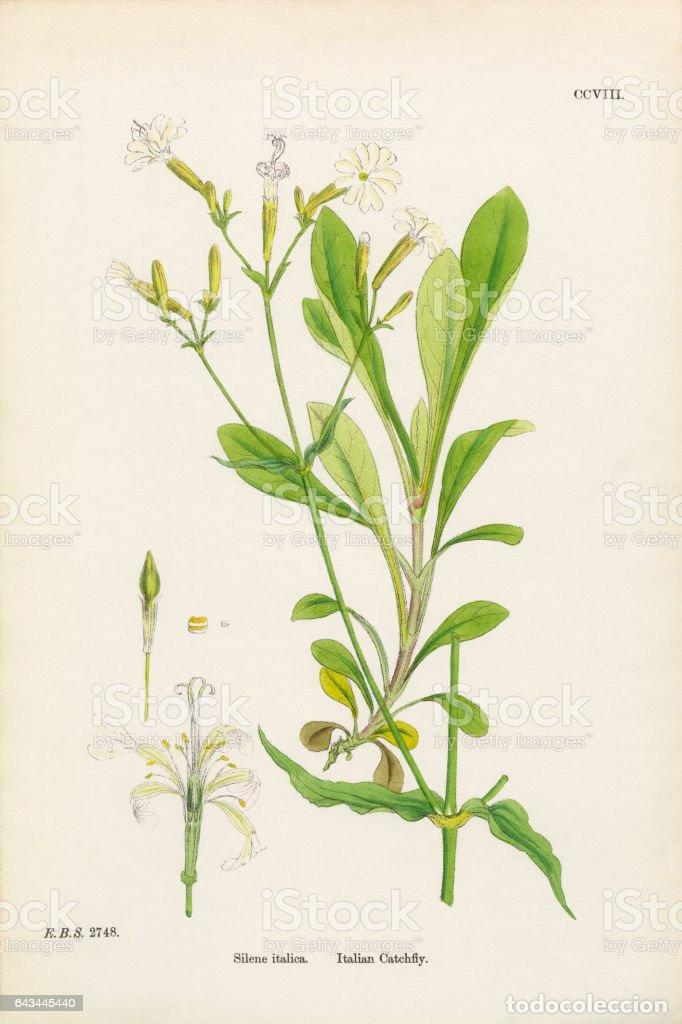 Art: Antique engraving with original hand colouring titled. Silene italica. Plate CCVIII. Overall size of