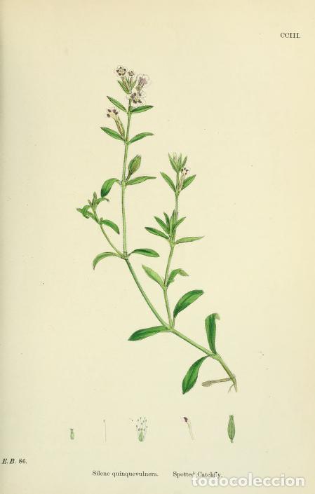 Kunst: Antique engraving with original hand colouring titled. Silene quinquevulnera. Plate CCIII. Overall s