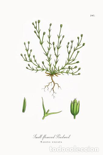 Art: Antique engraving with original hand colouring titled. Sagina ciliata. Plate CCXLVII. verall size of
