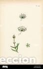 Kunst: Antique engraving with original hand colouring titled. Sagina nivalis. Plate CCX. verall size of thi