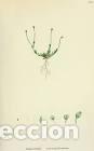 Kunst: Antique engraving with original hand colouring titled. Sagina subulata. Plate CCL. verall size of th
