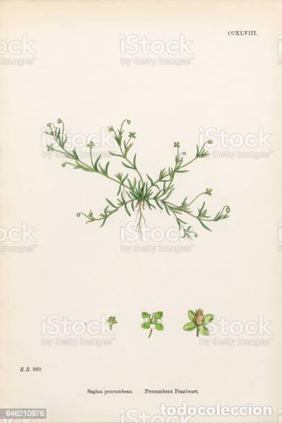 Art: Antique engraving with original hand colouring titled. Sagina procumbens. Plate CCXLVIII. verall siz