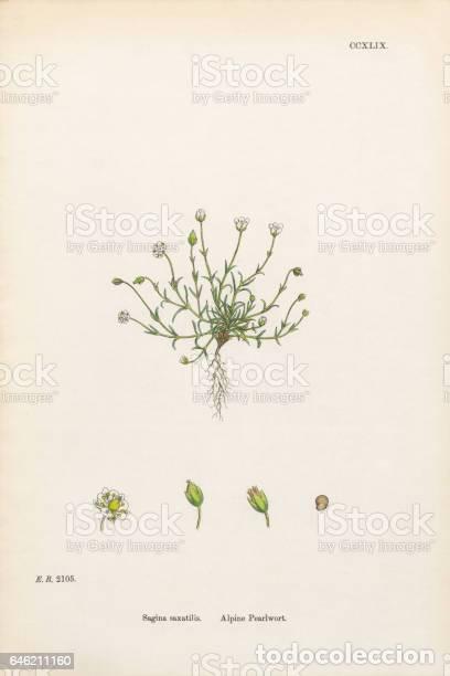 Art: Antique engraving with original hand colouring titled. Sagina saxatilis. Plate CCXLVI. verall size o