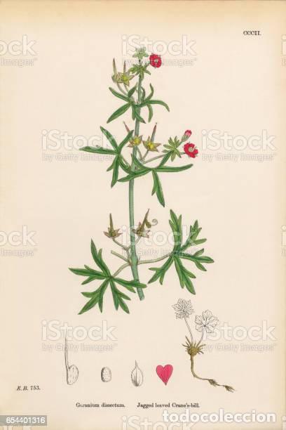 Art: Antique engraving with original hand colouring titled. Geranium dissectum.Plate CCCII. Overall size