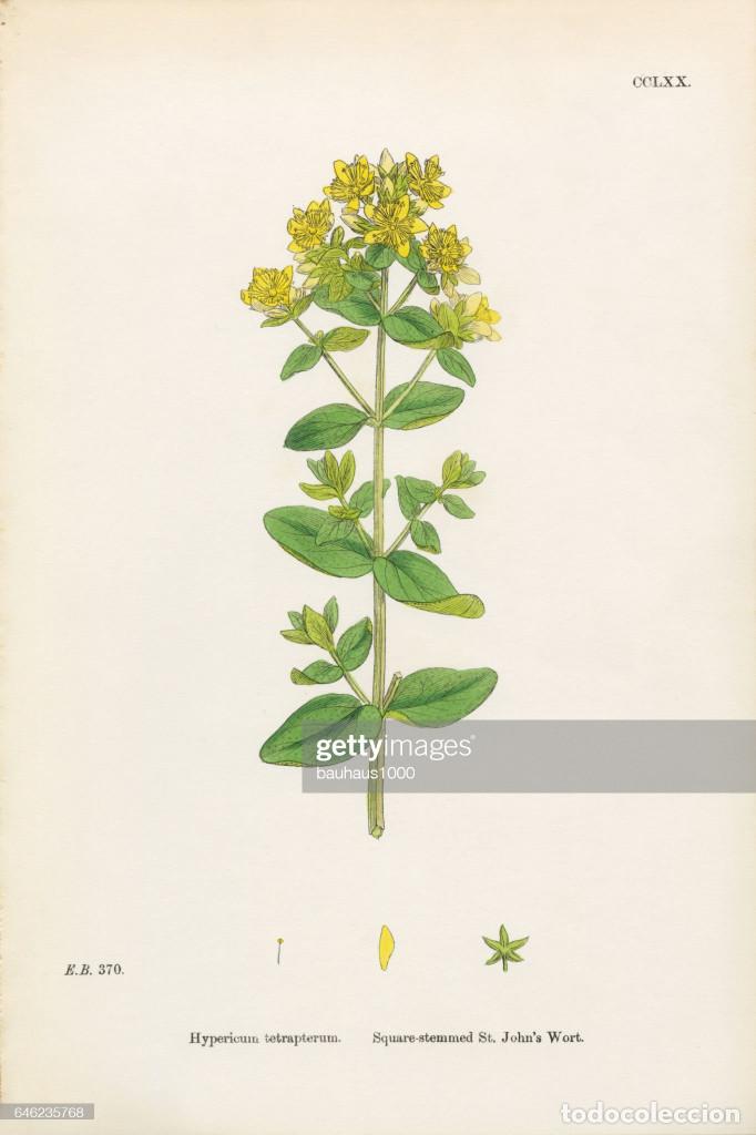 Kunst: Antique engraving with original hand colouring titled.Hypericum tetrapterum.Plate CCLXX. Overall siz