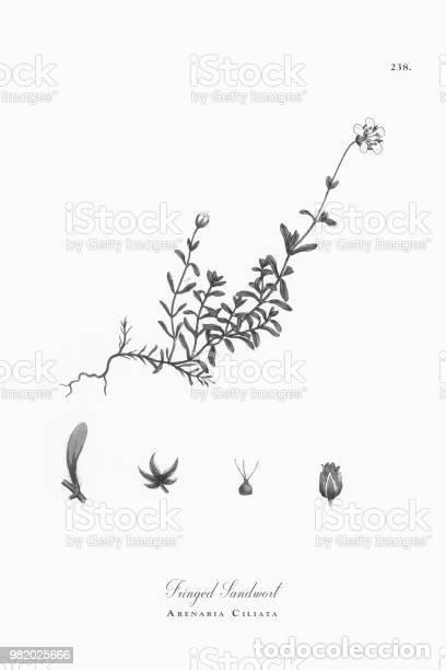 Kunst: Antique engraving with original hand colouring titled. Arenaria ciliata. Plate CCXXXVIII. Overall si