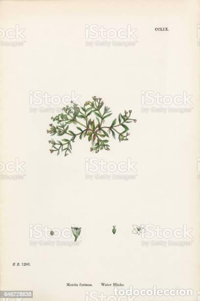 Art: Antique engraving with original hand colouring titled. Montia fontana. Plate CCLIX. Overall size of