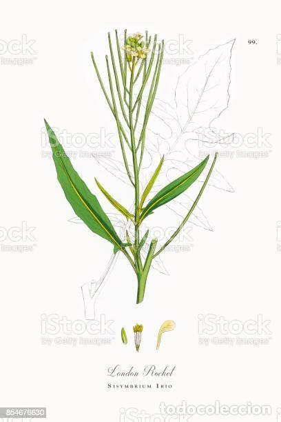 Kunst: Antique engraving with original hand colouring titled. SISYMBRIUM IRIO. Plate XCIX. Overall size of