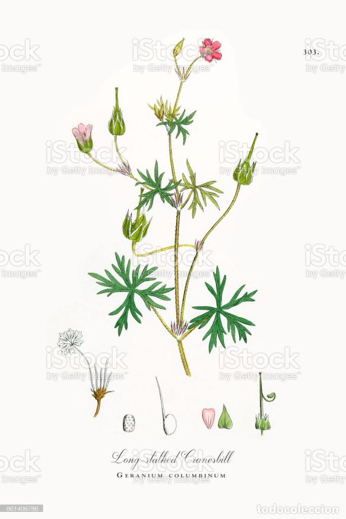 Art: Antique engraving with original hand colouring titled. Geranium columbinum.Plate CCCIII. Overall siz